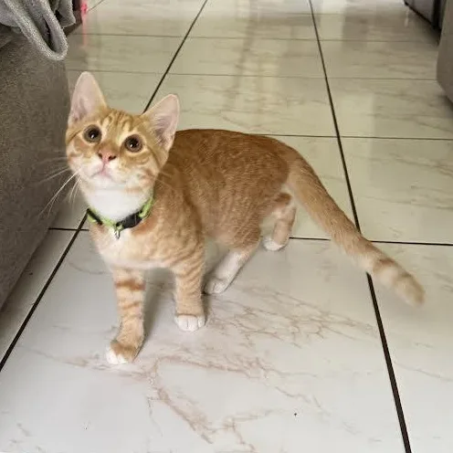 Oliver And Nala thumbnail 6