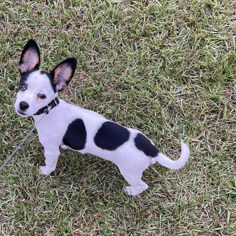 A baby small-sized male Chihuahua dog named Liam for adoption in Myrtle Beach, SC
