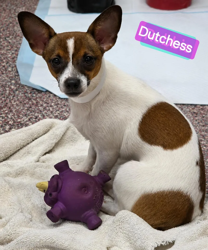 A baby small-sized female White / Cream Chihuahua dog named Dutchess for adoption in Wheelersburg, OH
