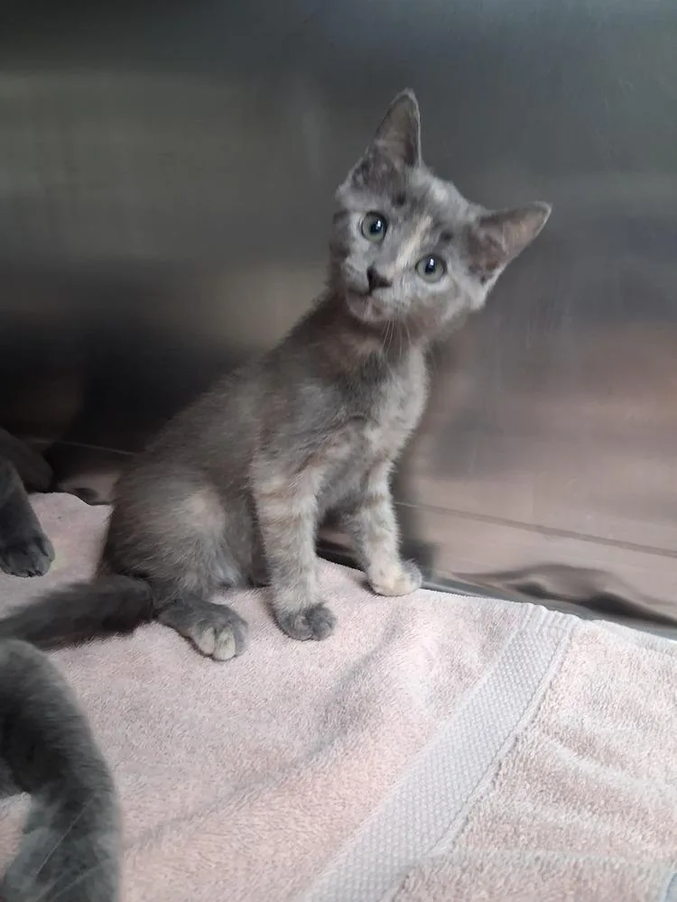 A baby small-sized female Domestic Short Hair cat named Bug for adoption in Westfield, WI