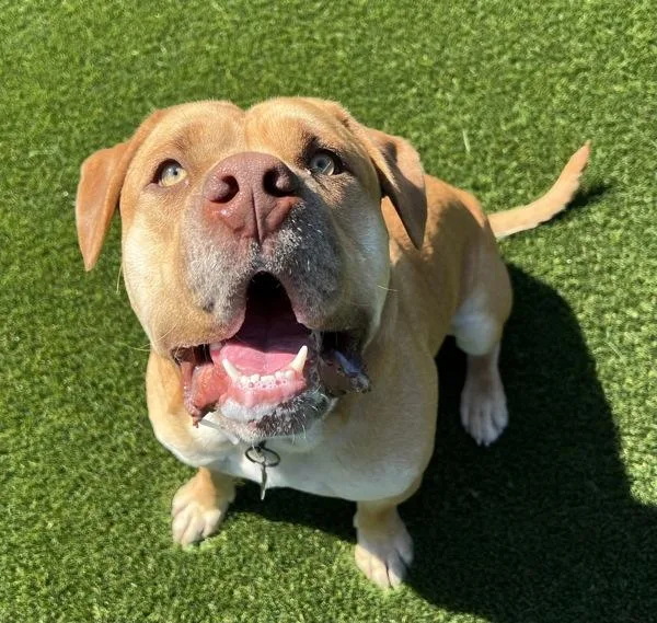 An adult large-sized male American Bully dog named Owen for adoption in El Cajon, CA