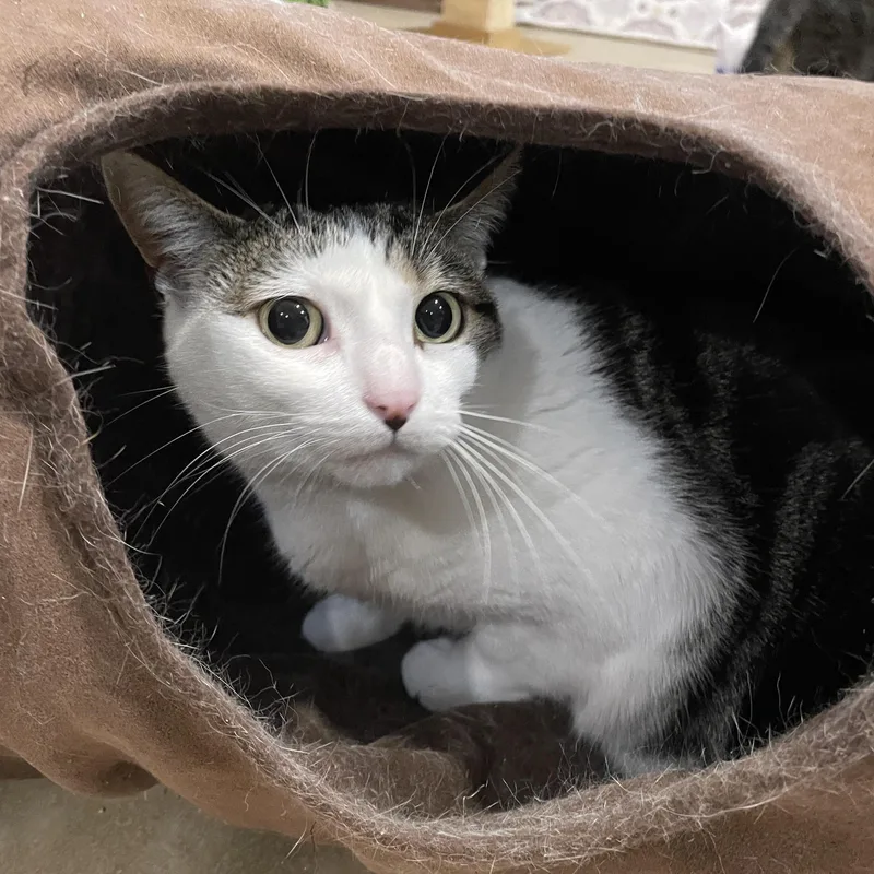 An adult medium-sized female White Domestic Short Hair cat named Ariel for adoption in Rochester, NY