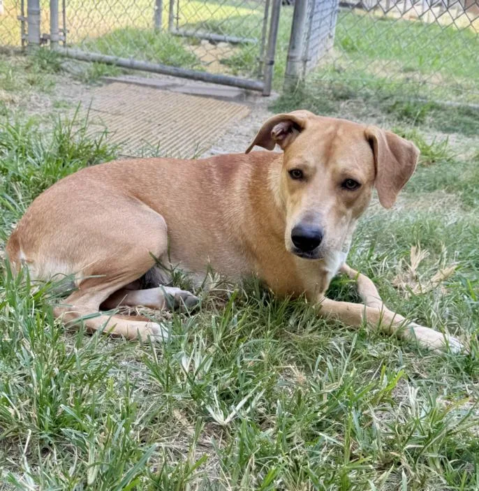 An adult medium-sized female Labrador Retriever dog named Minnie for adoption in Houston, TX