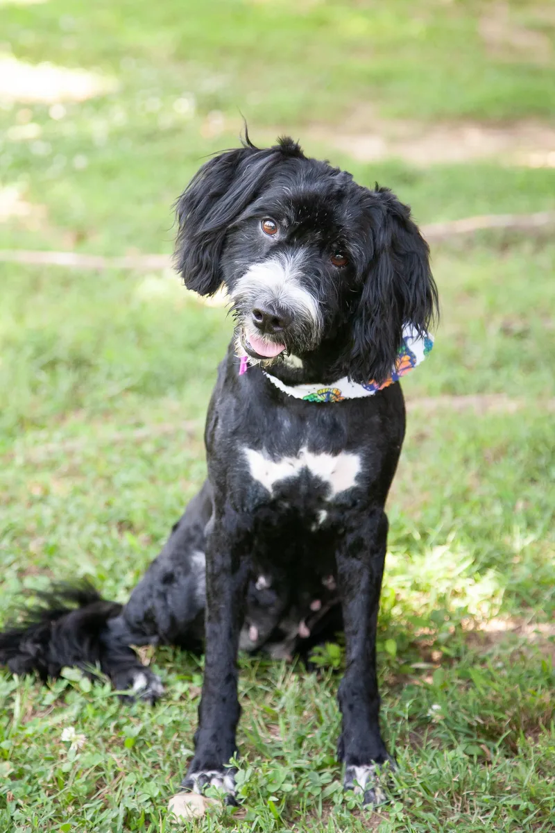 An adult medium-sized female Black Aussiedoodle dog named Roe for adoption in Franklin, TN