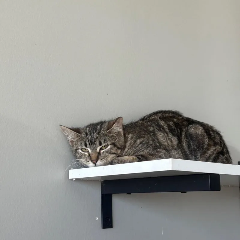 A young medium-sized female Torbie Domestic Short Hair cat named Marissa for adoption in Normal, IL