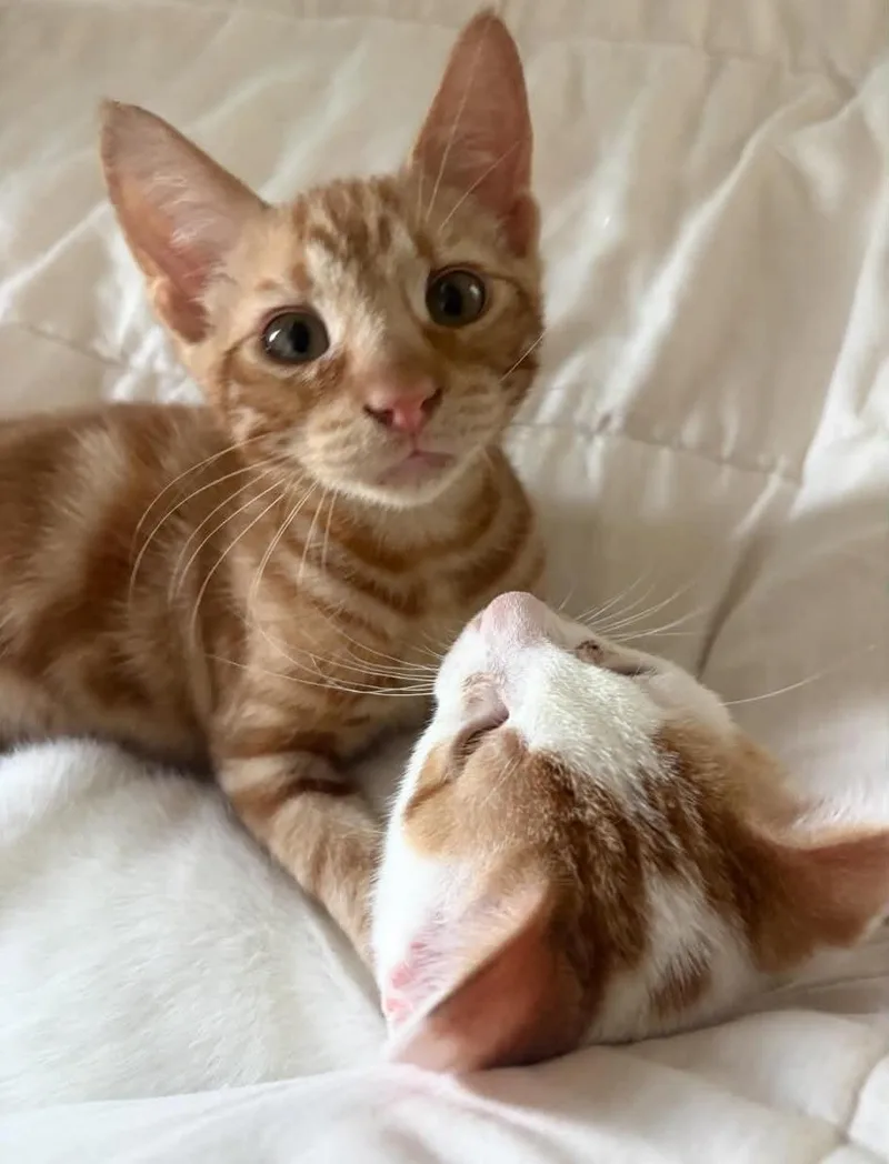 A baby small-sized male Orange / Red Domestic Short Hair cat named Butch & Sundance for adoption in Houston, TX