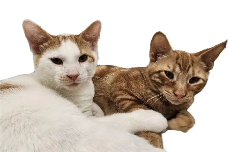 Butch & Sundance thumbnail 4