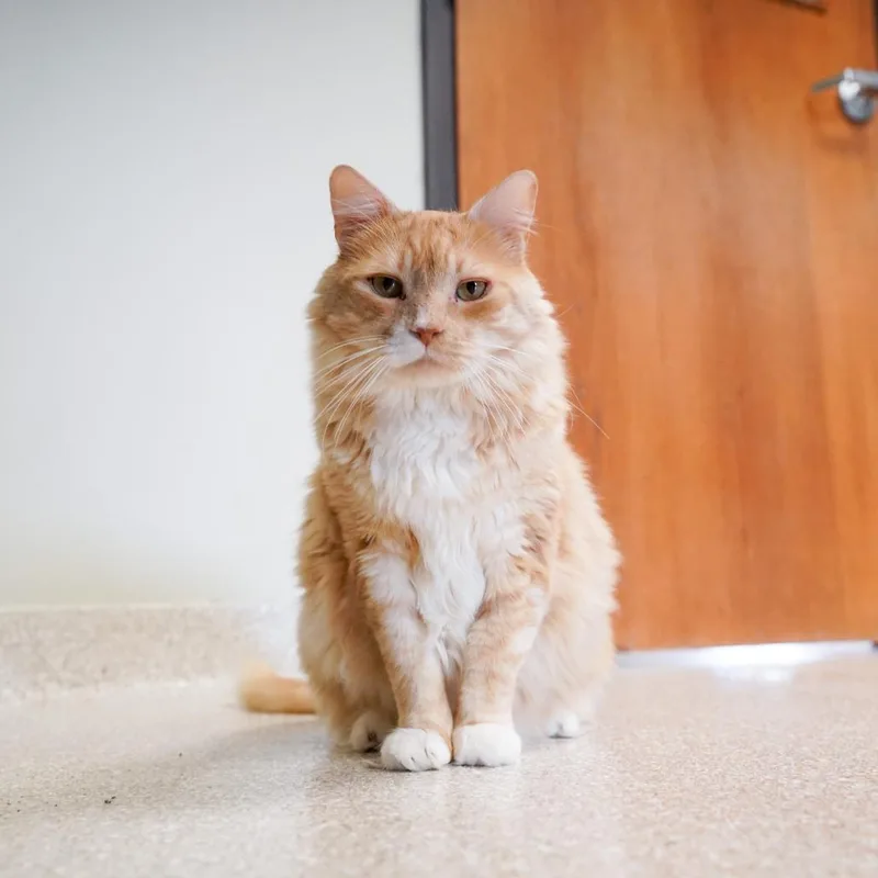A senior large-sized male Orange & White Domestic Long Hair cat named Wiggles for adoption in Kansas City, KS