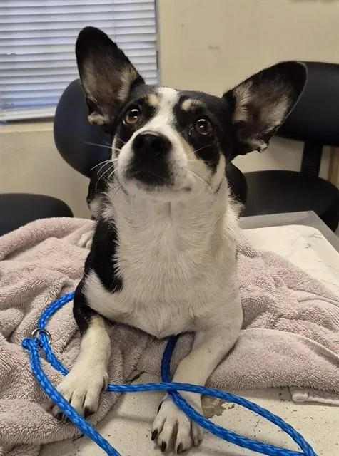 An adult small-sized female Rat Terrier dog named Starling for adoption in Lodi, CA
