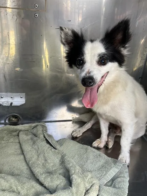 An adult small-sized male Mixed Breed dog named Spotty for adoption in Dallas, TX