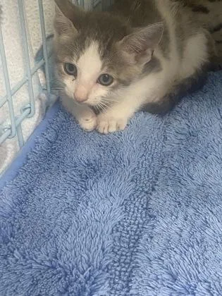 A baby small-sized male Domestic Short Hair cat named Saul for adoption in Gainesville, FL