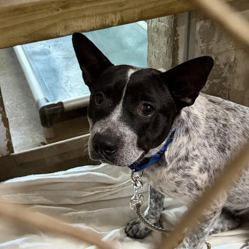 An adult medium-sized female White / Cream Australian Cattle Dog / Blue Heeler dog named Hello Panda for adoption in Austin, TX