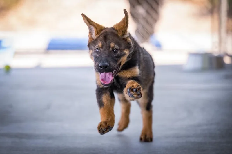 A baby medium-sized male Shepherd dog named O'malley for adoption in Twentynine Palms, CA