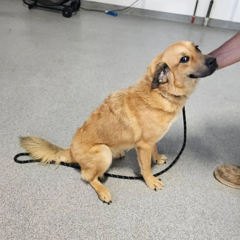 A young large-sized female Golden Retriever dog named Honey for adoption in Minooka, IL