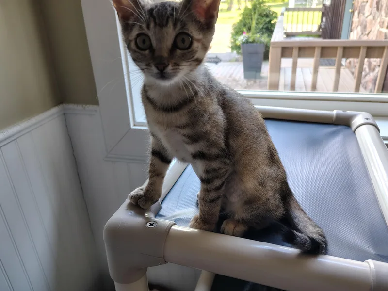 A baby small-sized female Dilute Tortoiseshell cat named Mel & Trinity for adoption in Montour Falls, NY