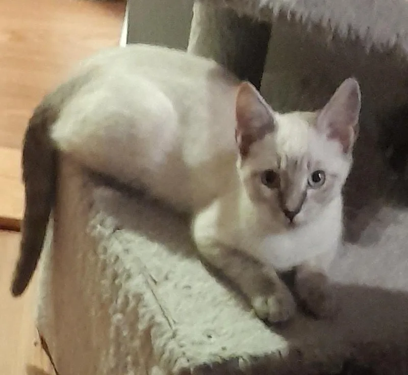 A baby medium-sized female Blue Point Domestic Short Hair cat named Ashley for adoption in Silverton, OR