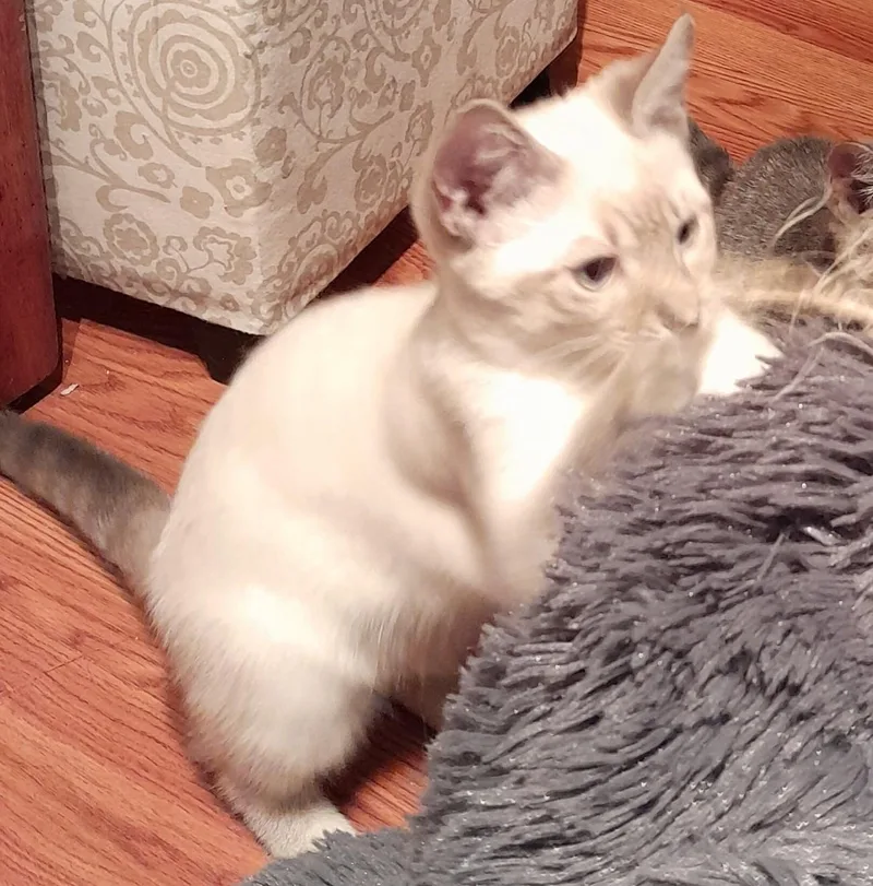 Ashley thumbnail 3