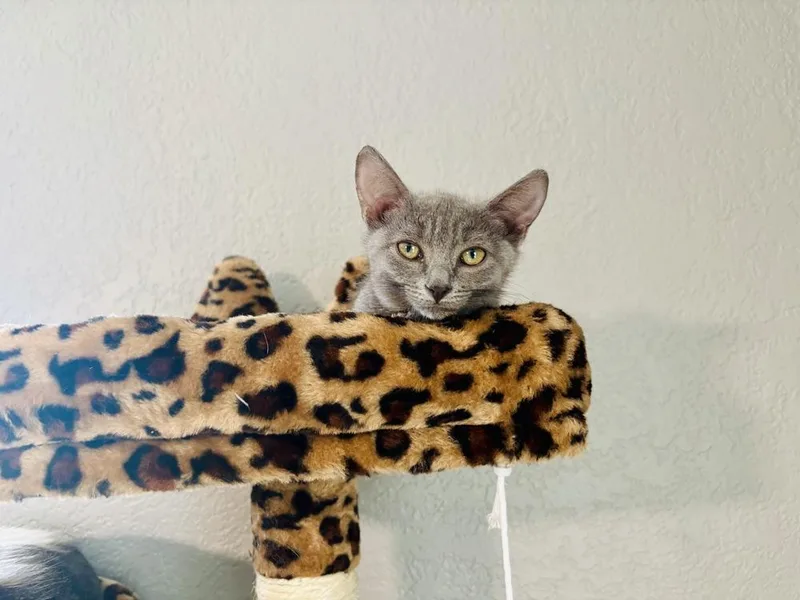 A baby small-sized female Gray / Blue / Silver Domestic Short Hair cat named Penny for adoption in Orlando, FL