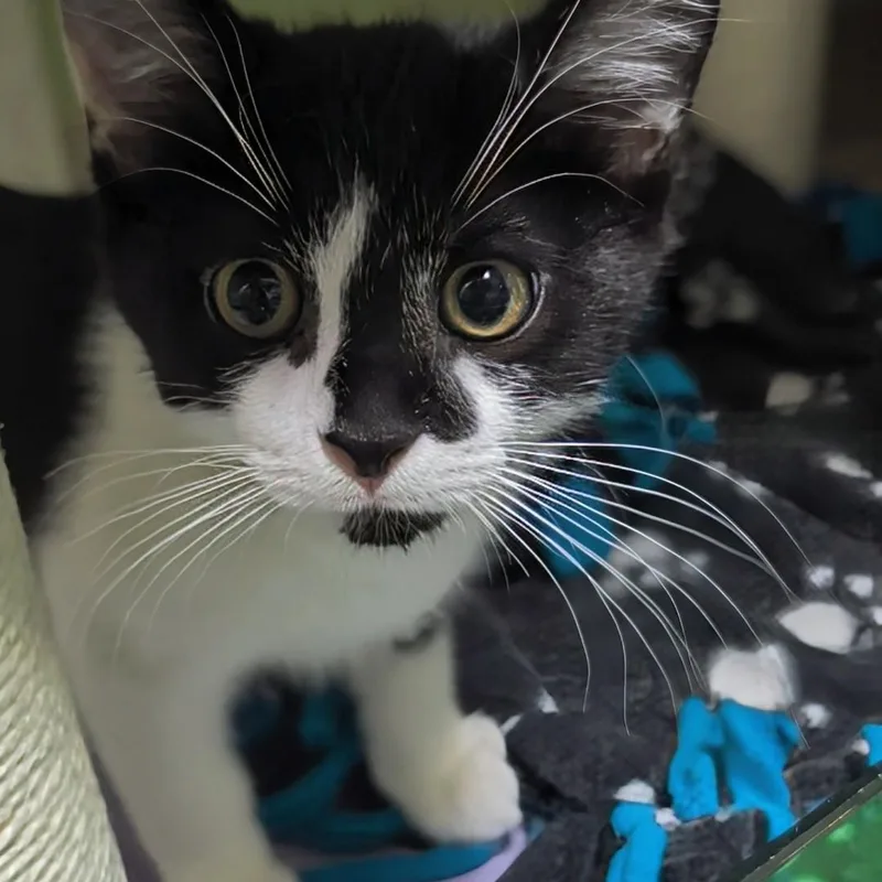 A baby small-sized male Black Domestic Short Hair cat named Timmy for adoption in West Jefferson, OH