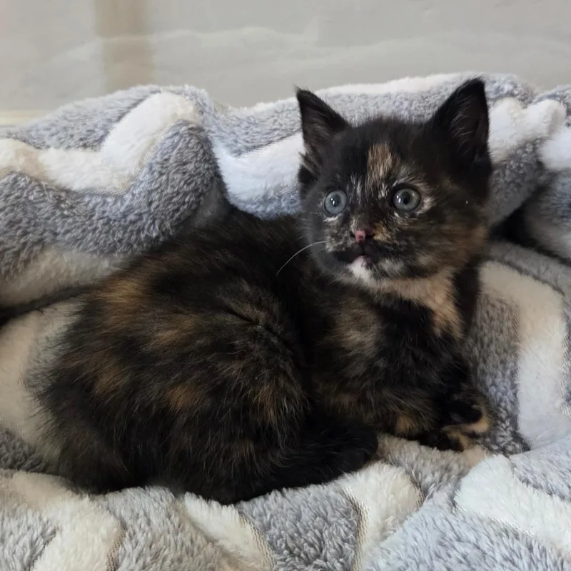 A baby small-sized female Tortoiseshell Domestic Short Hair cat named Gabby for adoption in Baltimore, MD