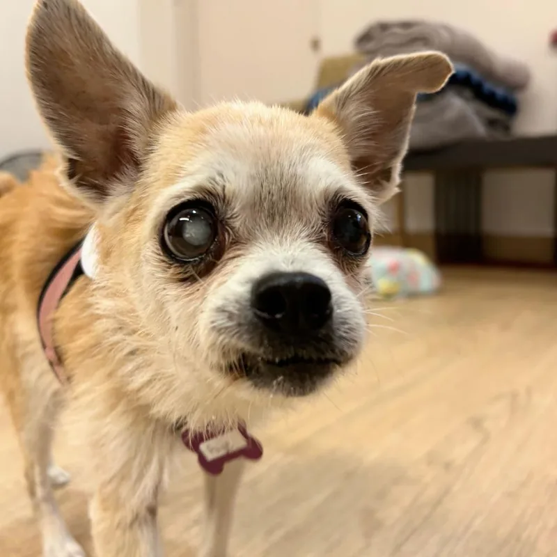 A senior small-sized female White / Cream Terrier dog named Paige for adoption in San Francisco, CA
