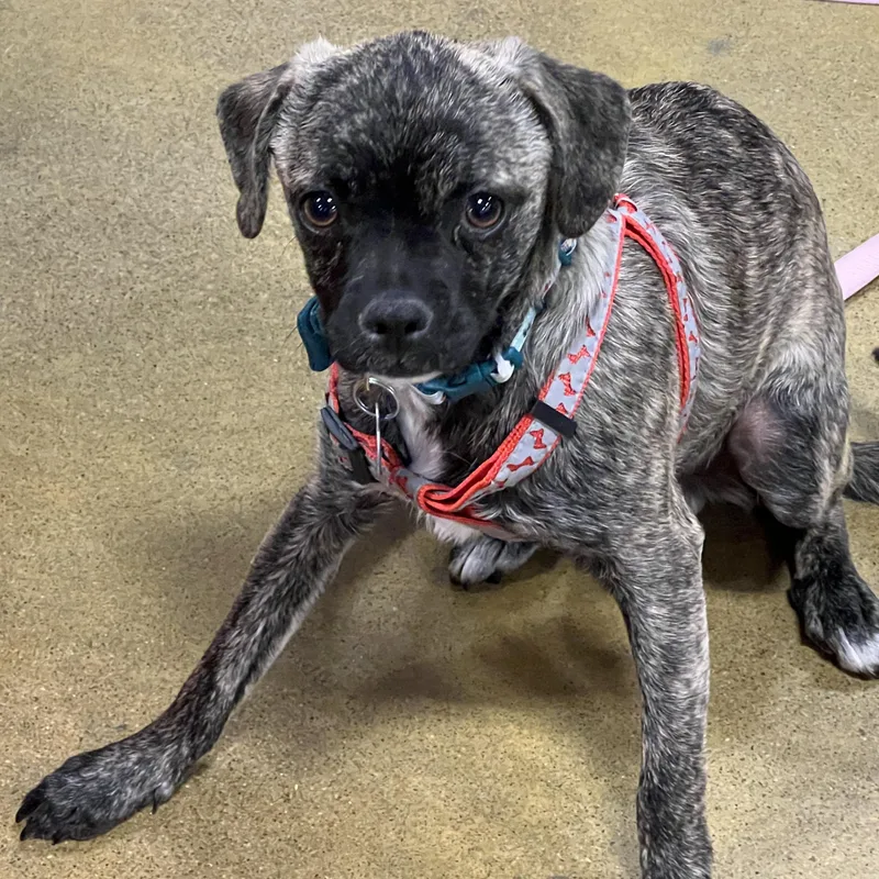 Dandy  Brindle Pug thumbnail 3