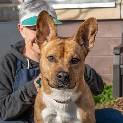An adult large-sized male Mixed Breed dog named Baxter for adoption in Chamblee, GA