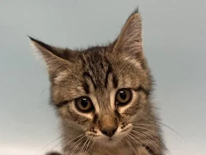 A baby small-sized female Domestic Short Hair cat named Neptune for adoption in Woodbury, MN