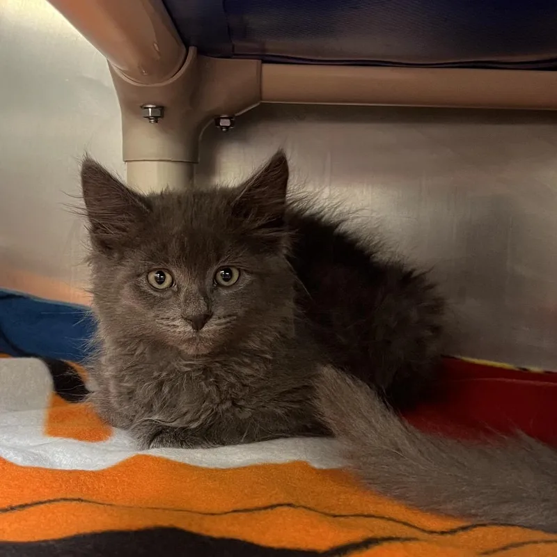 A baby small-sized female Gray / Blue / Silver Domestic Short Hair cat named Granny Smith for adoption in Mentor, OH