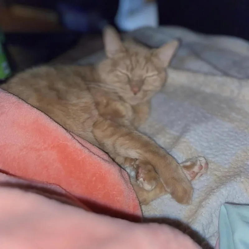 An adult medium-sized male Domestic Short Hair cat named Gary for adoption in Crofton, MD