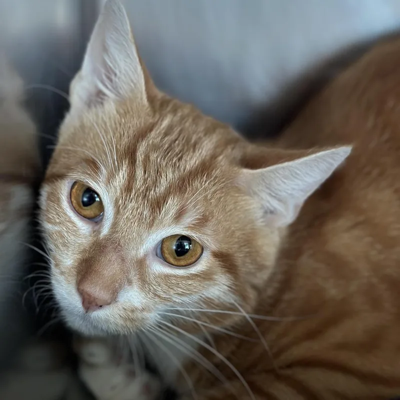 An adult medium-sized male Orange / Red Extra-Toes Cat / Hemingway Polydactyl cat named Spaghetti for adoption in Matteson, IL