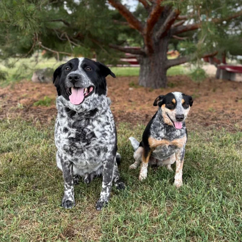 An adult medium-sized female Black Australian Cattle Dog / Blue Heeler dog named Moonstone for adoption in Fargo, ND