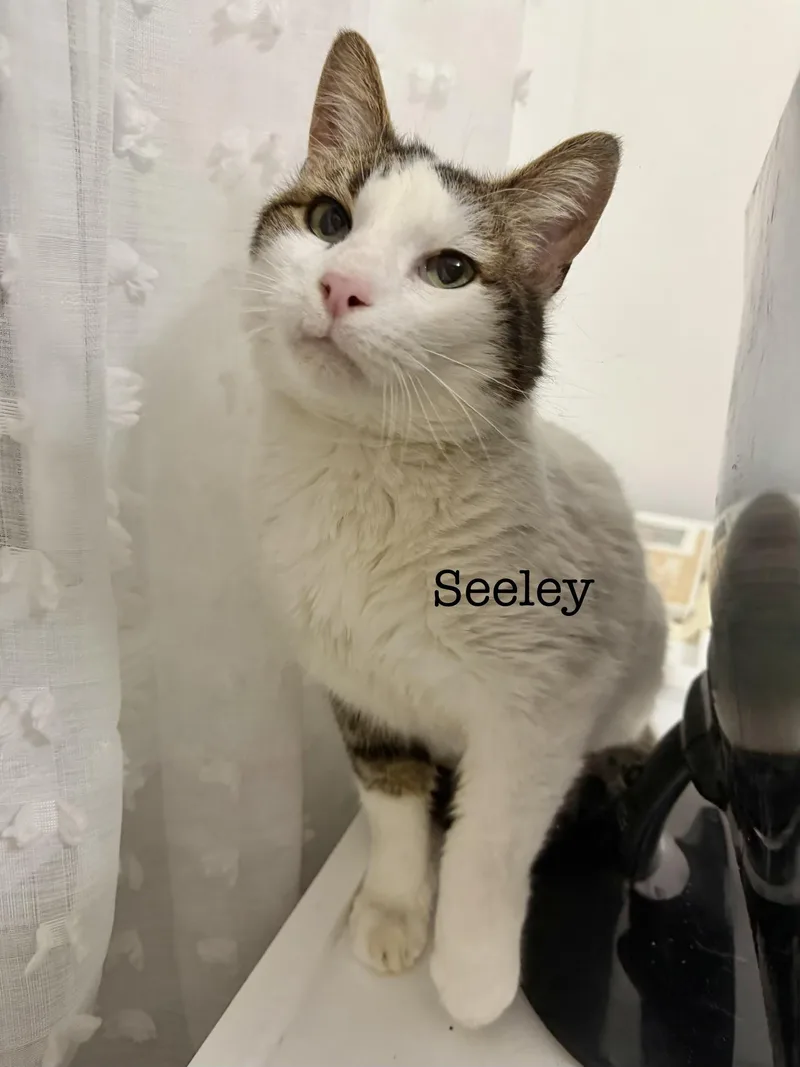 Seeley thumbnail 3