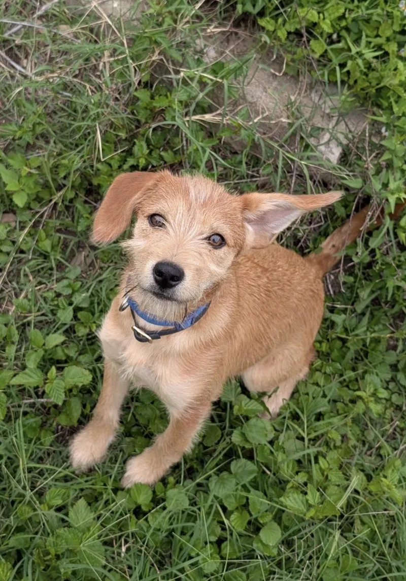 A young small-sized female Terrier dog named Star for adoption in Fort Worth, TX