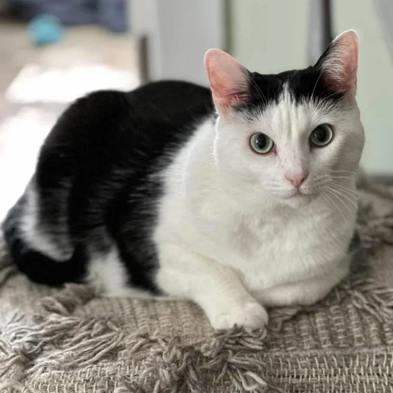 A senior large-sized female Domestic Short Hair cat named Miley for adoption in Brookfield, WI