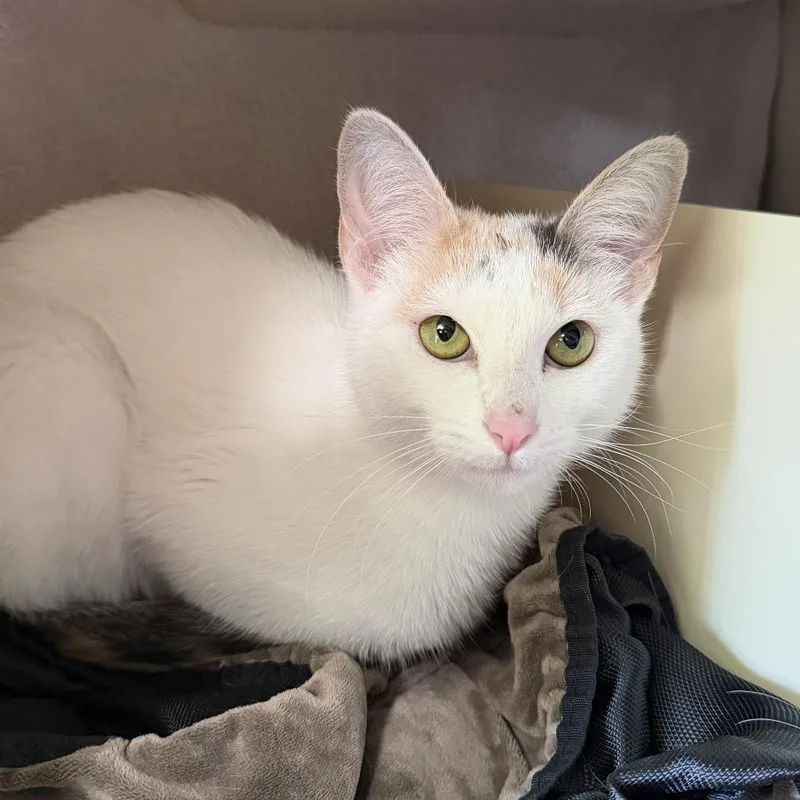 A young medium-sized female Domestic Short Hair cat named Femur for adoption in Los Angeles, CA