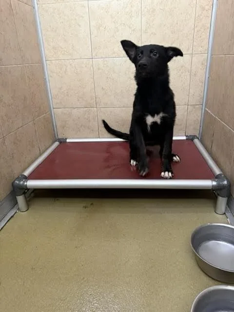 A young medium-sized female Tricolor (Brown, Black, & White) Mixed Breed dog named Tammy for adoption in Hobbs, NM