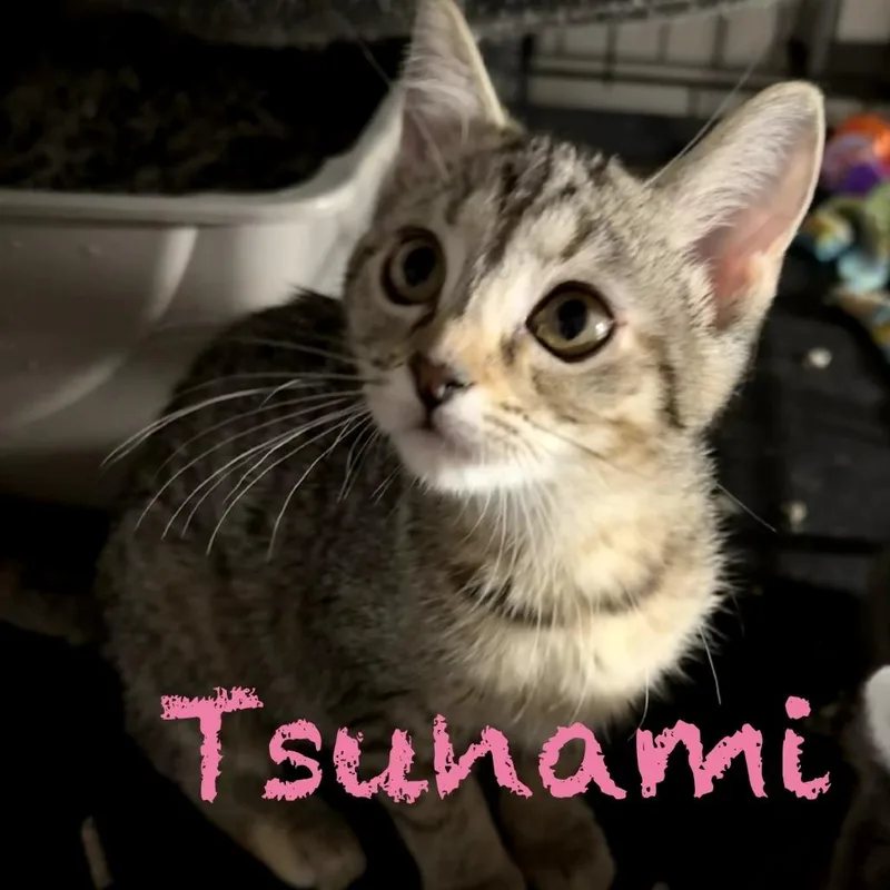 A baby small-sized female Calico Domestic Short Hair cat named Tsunami for adoption in Parkersburg, WV