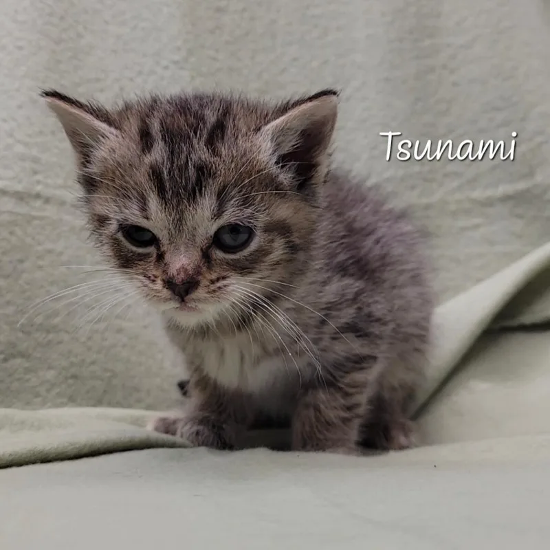 Tsunami thumbnail 2