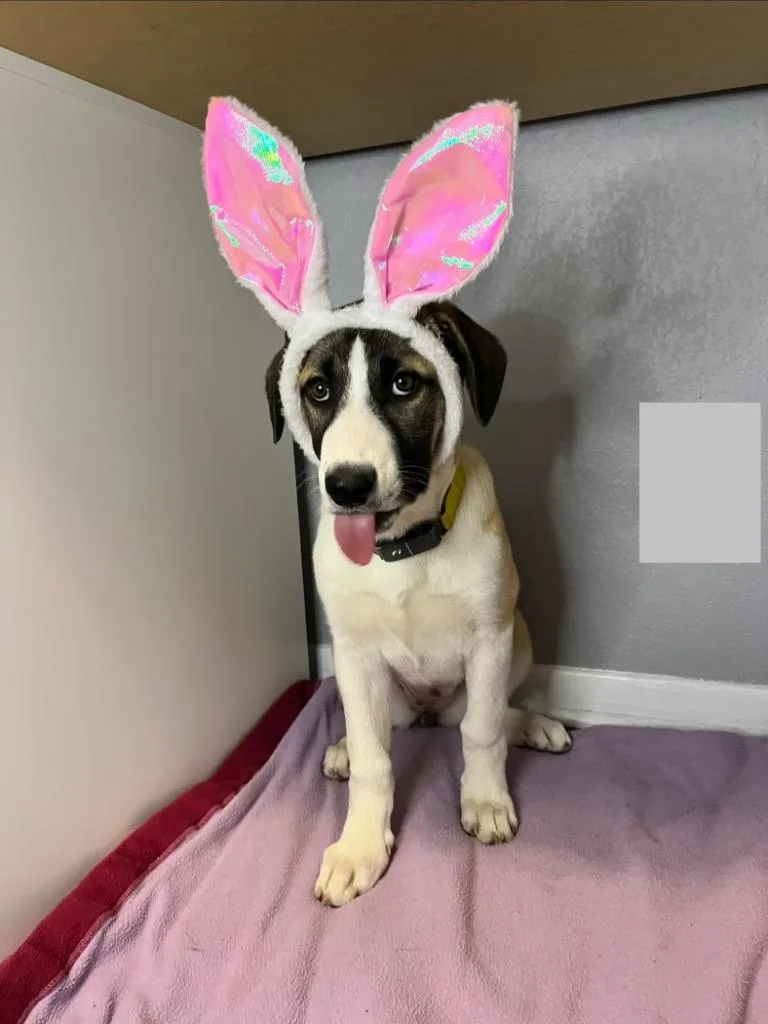 A baby medium-sized female Cattle Dog dog named Ennedi for adoption in Fort Lupton, CO