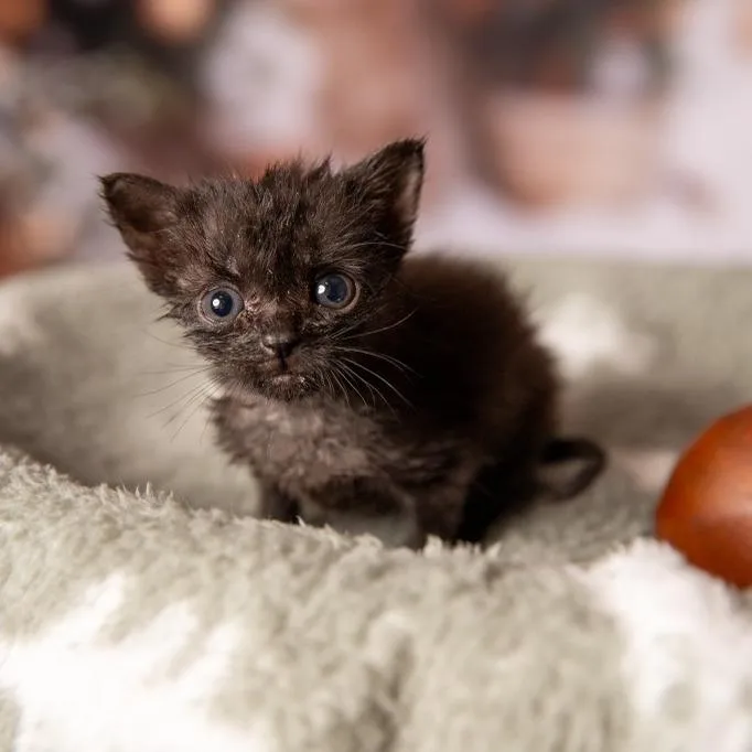 A baby small-sized female Black Domestic Short Hair cat named Aris for adoption in Fredericksburg, TX