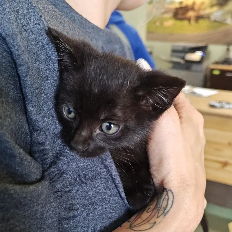 A baby small-sized male Black Domestic Short Hair cat named Pawsome for adoption in Upland, CA