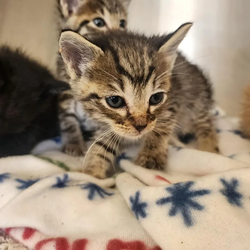 A baby small-sized male Brown / Chocolate Domestic Short Hair cat named Connor for adoption in Evensville, TN