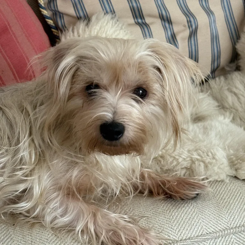 Gigi