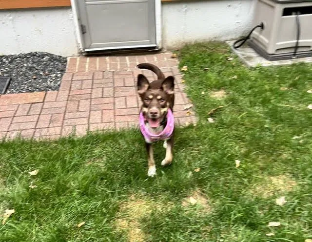 A young medium-sized female Tricolor (Brown, Black, & White) Australian Kelpie dog named Gretel for adoption in Brunswick, ME