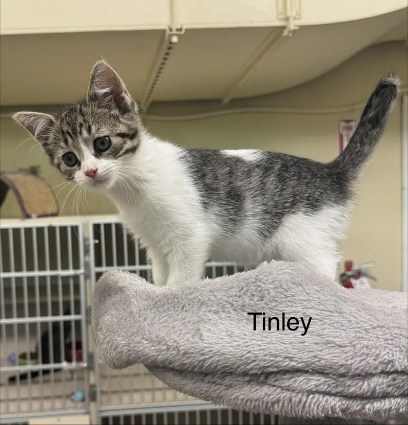 A baby medium-sized female White Domestic Short Hair cat named Tinley for adoption in Ulster, PA