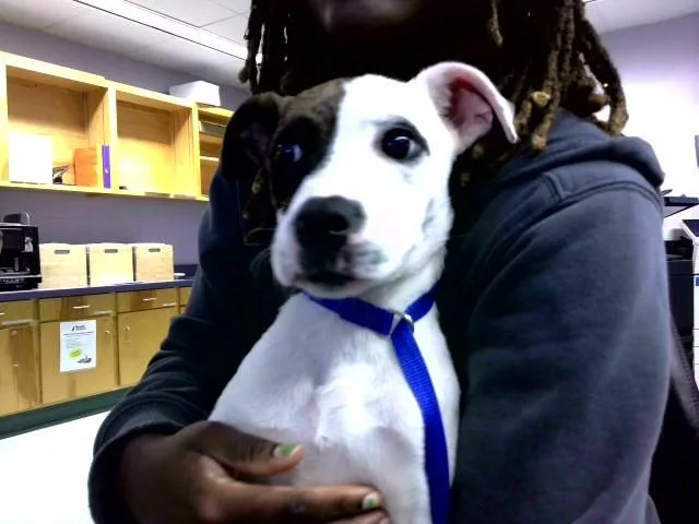 A baby small-sized female American Staffordshire Terrier dog named Harriet for adoption in Tallahassee, FL