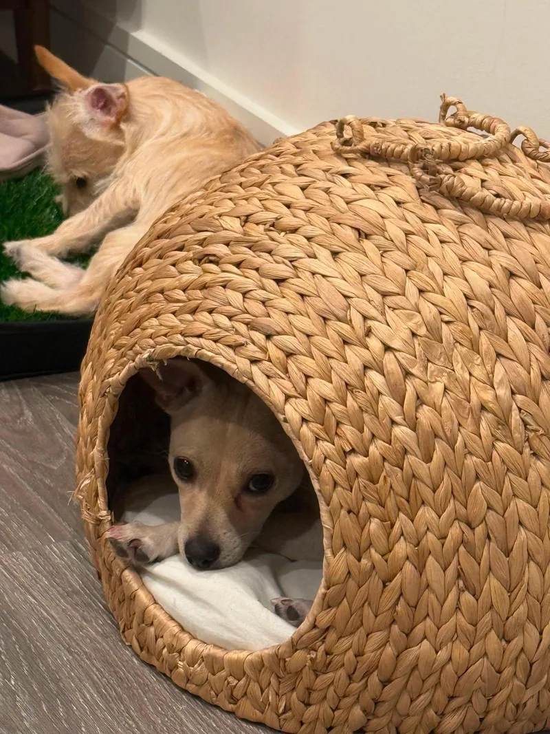 A young small-sized female Apricot / Beige Chihuahua dog named April for adoption in Houston, TX