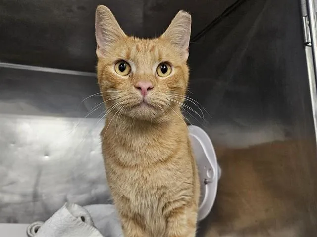 An adult large-sized male Domestic Short Hair cat named Wilbur for adoption in Panama City, FL