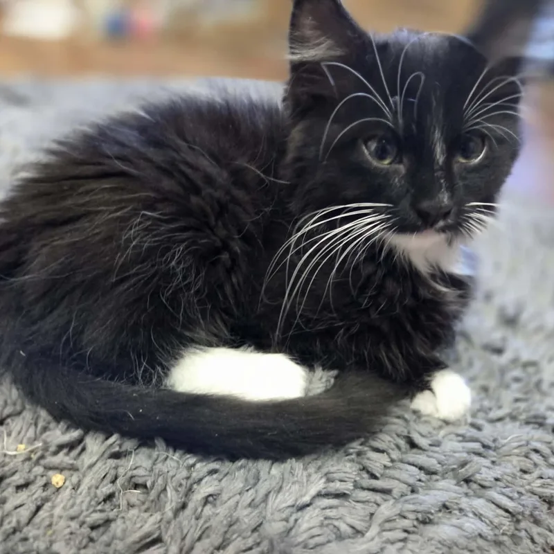 A baby medium-sized male Black & White / Tuxedo Domestic Medium Hair cat named Falcon for adoption in Loveland, CO